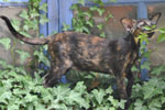 Oriental black tortie, In Extremi's Josephine