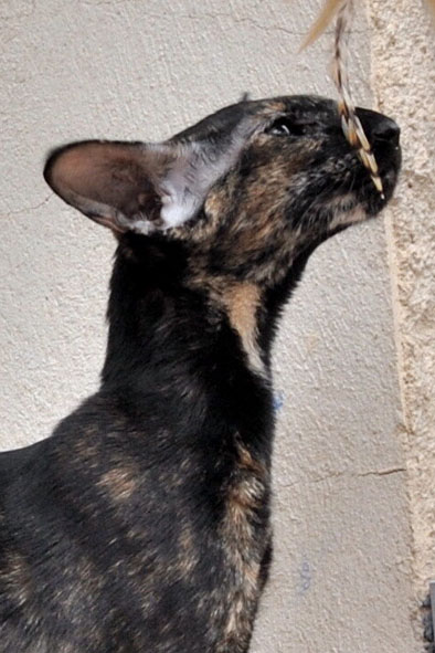 Oriental black tortie, In Extremi's Josephine