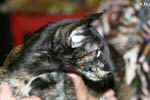 Oriental black tortie, Isatis des Clos Lucile