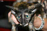 Oriental black tortie, Isatis des Clos Lucile