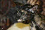 Oriental black tortie, Isatis des Clos Lucile