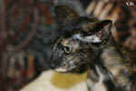 Oriental black tortie, Isatis des Clos Lucile