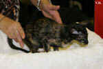 Oriental black tortie, Isatis des Clos Lucile