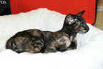 Oriental black tortie, Isatis des Clos Lucile