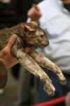 [Oriental chocolat tortie, Polaris Al Jabal]