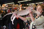 [Oriental lilas spotted tabby, Bly Achak of Chang-Yang]