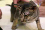 [Oriental brown ticked tabby, Calenacat's Troy]