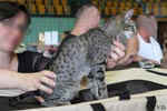 Oriental brown spotted tabby, Capucine de la Malogne