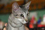 Oriental brown spotted tabby, Capucine de la Malogne