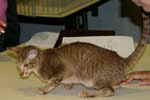 [Oriental cinnamon spotted tabby, Cinnamon des Motards en Délire]