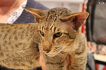 Oriental brown spotted tabby, Edo og Island Snaegerdi