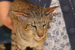 Oriental brown spotted tabby, Edo og Island Snaegerdi