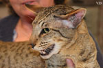 Oriental brown spotted tabby, Edo og Island Snaegerdi