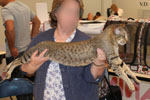 Oriental brown spotted tabby, Edo og Island Snaegerdi