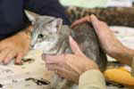 [Oriental bleu blotched tabby, Elfe de la Moinerie des Acacias]