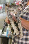 [Oriental brown spotted tabby, Everglade des Clos Lucile]