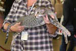 [Oriental brown spotted tabby, Everglade des Clos Lucile]