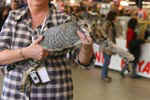 [Oriental brown spotted tabby, Everglade des Clos Lucile]