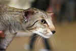 [Oriental brown spotted tabby, Everglade des Clos Lucile]