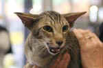 [Oriental brown spotted tabby, Everglade des Clos Lucile]