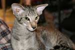 [Oriental brown spotted tabby, Everglade des Clos Lucile]