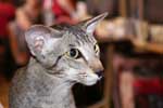 [Oriental brown spotted tabby, Everglade des Clos Lucile]
