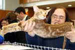 [Oriental cinnamon blotched tabby, Forina-Fioretta van Malakai Shiba]