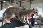 [Oriental bleu ticked tabby, Gigi de la Baie d'Halong]