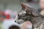 [Oriental bleu ticked tabby, Gigi de la Baie d'Halong]