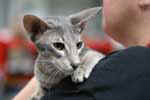 [Oriental bleu ticked tabby, Gigi de la Baie d'Halong]