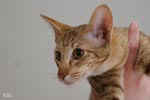 Oriental cinnamon spotted tabby, Hely des Temples d'Orient