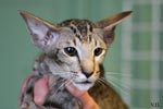 Oriental brown spotted tabby, Hiana de Tara Taina