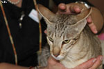 Oriental chocolat mackerel tabby, Ho Tamara du Quai des Cygnes