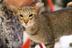 [Oriental brown spotted tabby, Hopie's Oricats Dahlia]