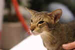 [Oriental brown spotted tabby, Hopie's Oricats Dahlia]