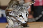 Oriental brown spotted tabby, Hors Norme des Motards en Délire