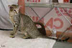 Oriental brown spotted tabby, Hors Norme des Motards en Délire