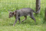 Oriental brown spotted tabby, I love you des Clos Lucile