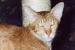 [Oriental cinnamon spotted tabby, Janey of Prischepp's cat's]