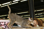 Oriental brown spotted tabby, Je Suis Charlie des Motards en Dlire