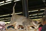 Oriental brown spotted tabby, Je Suis Charlie des Motards en Dlire