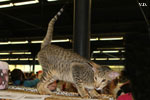 Oriental brown spotted tabby, Je Suis Charlie des Motards en Dlire