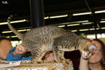 Oriental brown spotted tabby, Je Suis Charlie des Motards en Dlire