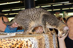 Oriental brown spotted tabby, Je Suis Charlie des Motards en Dlire