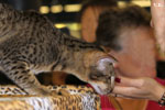 Oriental brown spotted tabby, Je Suis Charlie des Motards en Dlire