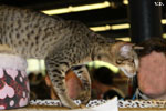 Oriental brown spotted tabby, Je Suis Charlie des Motards en Dlire