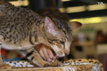 Oriental brown spotted tabby, Je Suis Charlie des Motards en Dlire