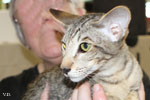 Oriental brown spotted tabby, Juste a Gigolo du Jardin de l'Authie