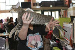 Oriental brown spotted tabby, Juste a Gigolo du Jardin de l'Authie