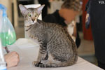 Oriental brown spotted tabby, Juste a Gigolo du Jardin de l'Authie